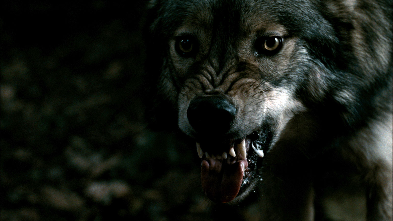 Фильм кровь и шоколад волки