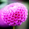 Flower Flower