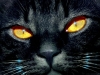 KoshkA KoshkA