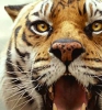 Richard Parker Richard Parker