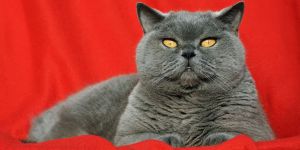 Характер британских кошек
