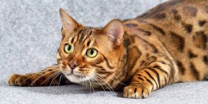 Популярные породы кошек и их особенности
