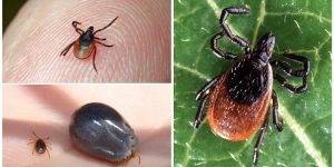 Профилактика и борьба с клещами на садовых участках и дачных территориях