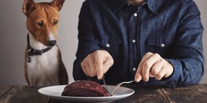 Почему мясо — основа натурального питания собак