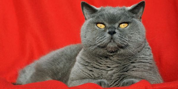 Британская Кошка Фото И Цена