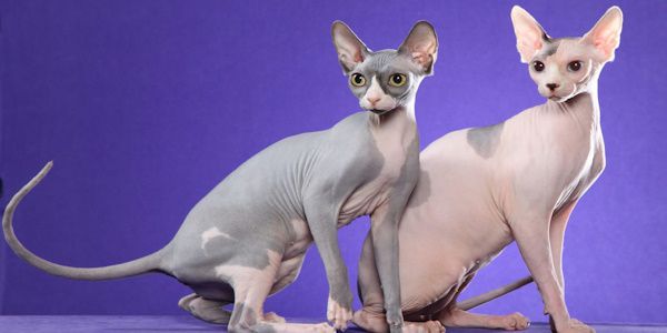 Лысые кошки - загадочные создания природы