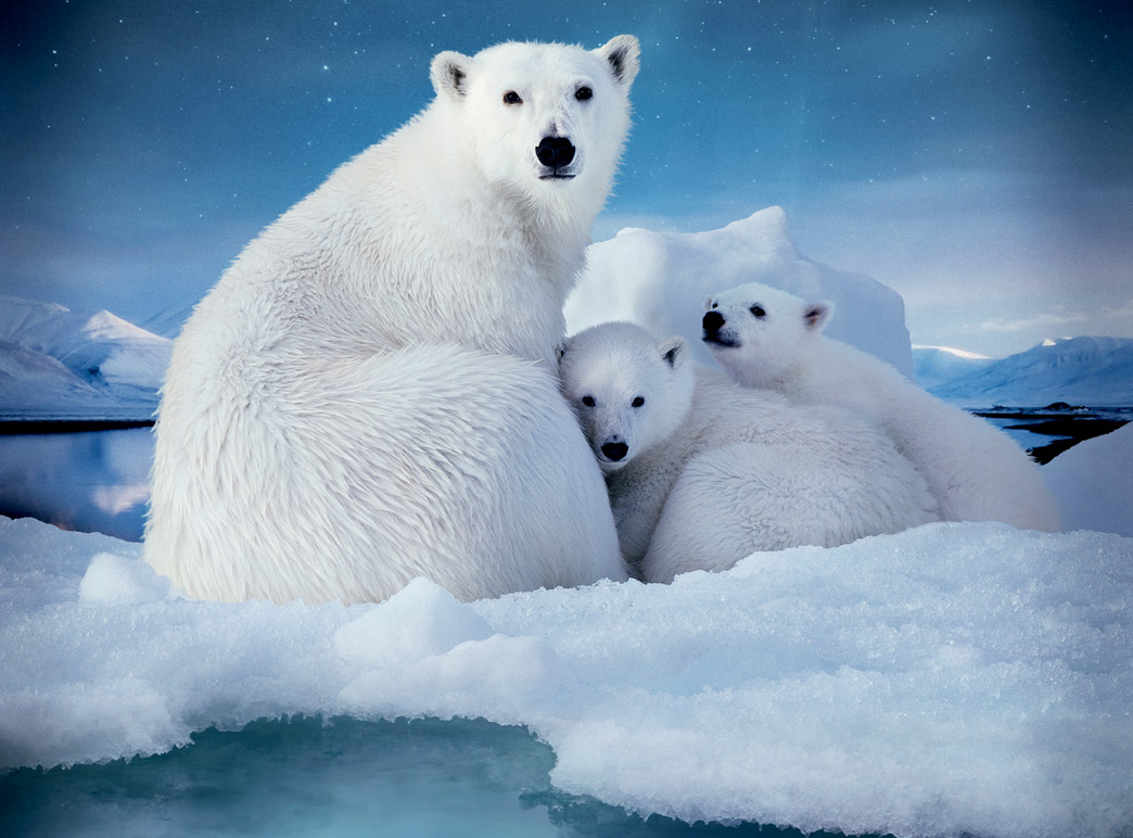 Зона арктических пустынь белый медведь