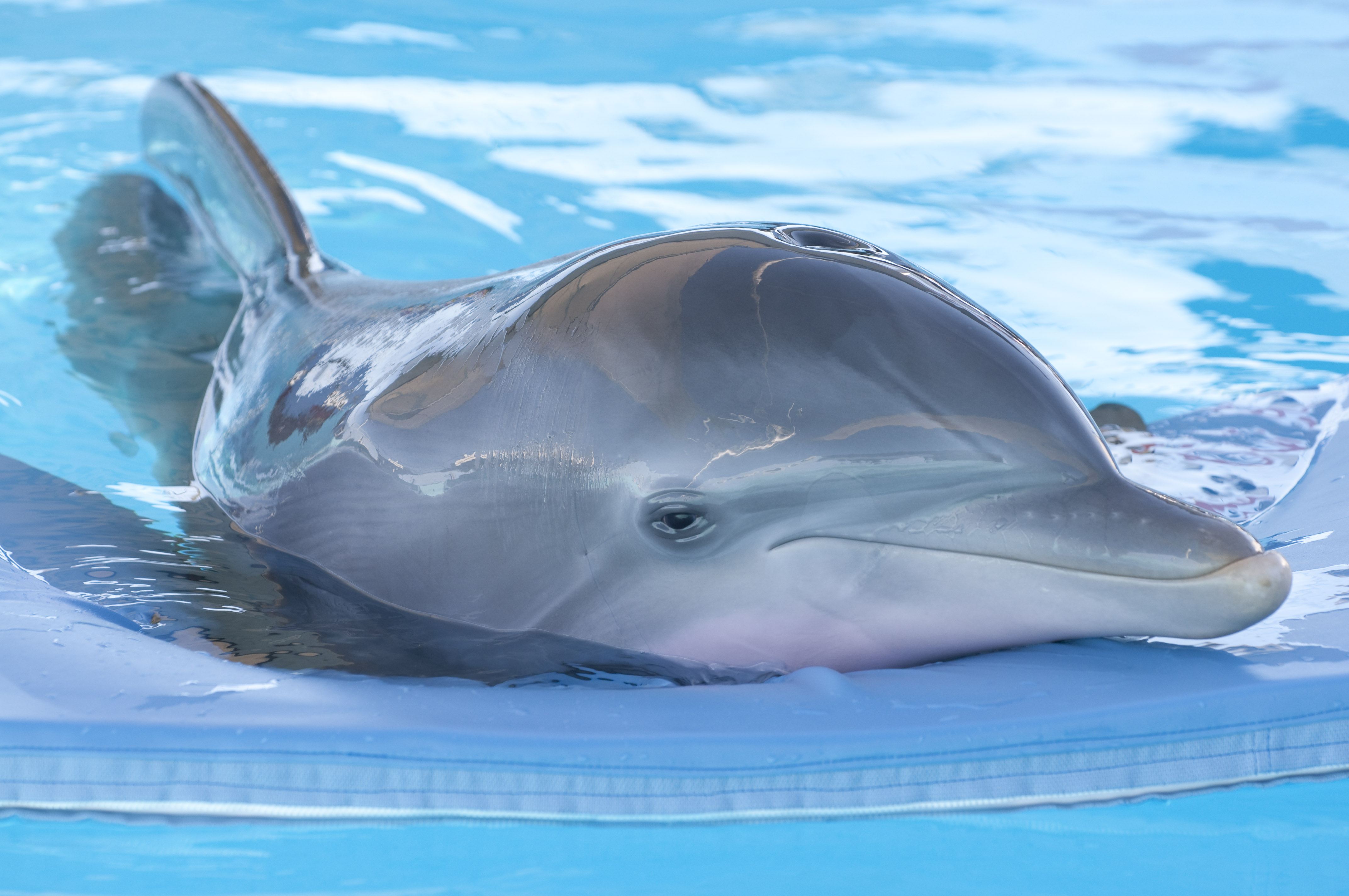 Дельфины с удовольствием разучивают и выполняют разные. Дельфин Винтер. Дельфин Винтер фото. Дельфиновые дельфины. Дельфин Тихоокеанский Афалина.