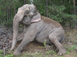 Слон, со съемок