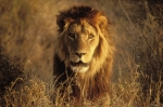 Львы 3D, кадры из фильма
