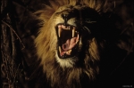 Львы 3D, кадры из фильма