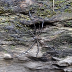 Однажды в лесу, кадры из фильма