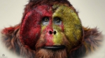 Планета обезьян: Революция, концепт-арты