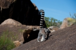 Остров лемуров: Мадагаскар, кадры из фильма