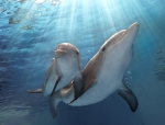 История дельфина 2, кадры из фильма