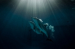 История дельфина 2, кадры из фильма