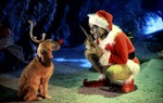 Гринч — похититель Рождества, кадры из фильма, Джим Кэрри