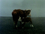 Форё - документ 1979, кадры из фильма