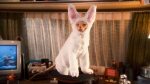 Бетт Мидлер, кадры из фильма, Бетт Мидлер, Кошки против собак: Месть Китти Галор