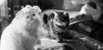 Кошки против собак, кадры из фильма