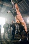 Боевой конь, кадры из фильма, Питер Муллан, Джереми Ирвин