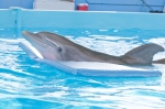История дельфина, кадры из фильма