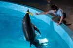 История дельфина, кадры из фильма, Натан Гэмбл