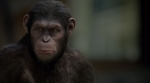 Восстание планеты обезьян, кадры из фильма, Энди Серкис