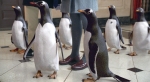 Пингвины мистера Поппера, кадры из фильма