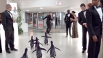 Пингвины мистера Поппера, кадры из фильма, Джим Кэрри